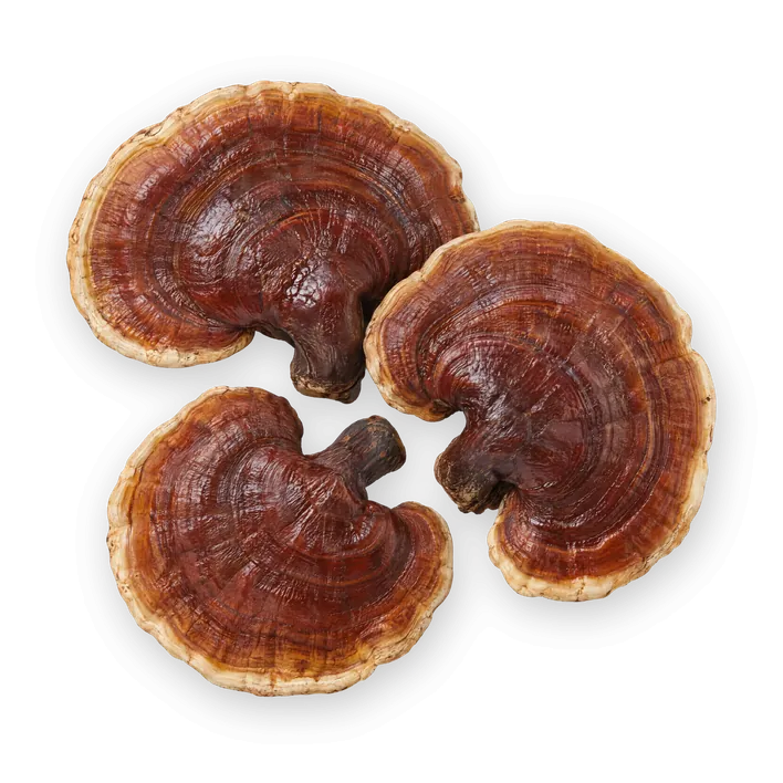 Reishi, rotbraune glänzende Pilze.